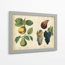 Frutas De La Cocina Iv | Cuadro decorativo de Canvas Lab