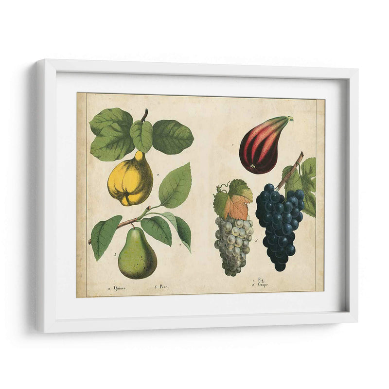 Frutas De La Cocina Iv | Cuadro decorativo de Canvas Lab