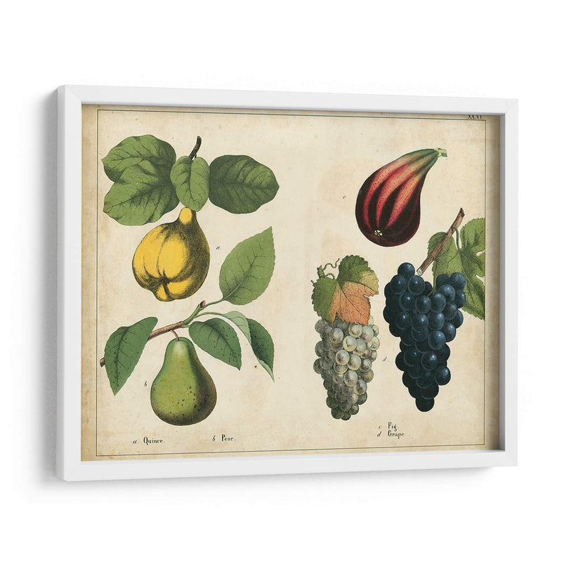 Frutas De La Cocina Iv | Cuadro decorativo de Canvas Lab