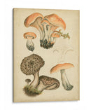 Champiñones Antiguos I - Blanckslate | Cuadro decorativo de Canvas Lab