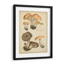 Champiñones Antiguos I - Blanckslate | Cuadro decorativo de Canvas Lab