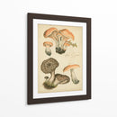 Champiñones Antiguos I - Blanckslate | Cuadro decorativo de Canvas Lab