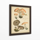Champiñones Antiguos I - Blanckslate | Cuadro decorativo de Canvas Lab