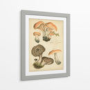 Champiñones Antiguos I - Blanckslate | Cuadro decorativo de Canvas Lab