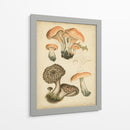 Champiñones Antiguos I - Blanckslate | Cuadro decorativo de Canvas Lab
