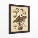 Champiñones Antiguos Ii - Blanckslate | Cuadro decorativo de Canvas Lab