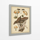Champiñones Antiguos Ii - Blanckslate | Cuadro decorativo de Canvas Lab