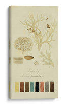 Especies De Liquen Iv | Cuadro decorativo de Canvas Lab