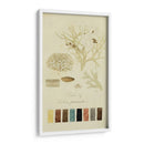 Especies De Liquen Iv | Cuadro decorativo de Canvas Lab