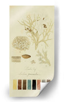 Especies De Liquen Iv | Cuadro decorativo de Canvas Lab