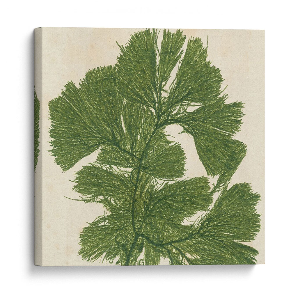 Grillante Seaweed Iv - Vision Studio | Cuadro decorativo de Canvas Lab