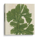 Grillante Seaweed Iv - Vision Studio | Cuadro decorativo de Canvas Lab