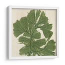 Grillante Seaweed Iv - Vision Studio | Cuadro decorativo de Canvas Lab