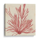 Grillante Seaweed Ix - Vision Studio | Cuadro decorativo de Canvas Lab