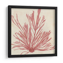 Grillante Seaweed Ix - Vision Studio | Cuadro decorativo de Canvas Lab