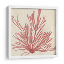 Grillante Seaweed Ix - Vision Studio | Cuadro decorativo de Canvas Lab