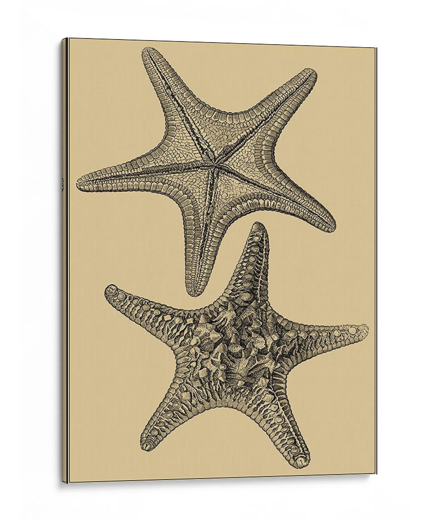 Conchas En Caqui Ii - Denis Diderot | Cuadro decorativo de Canvas Lab