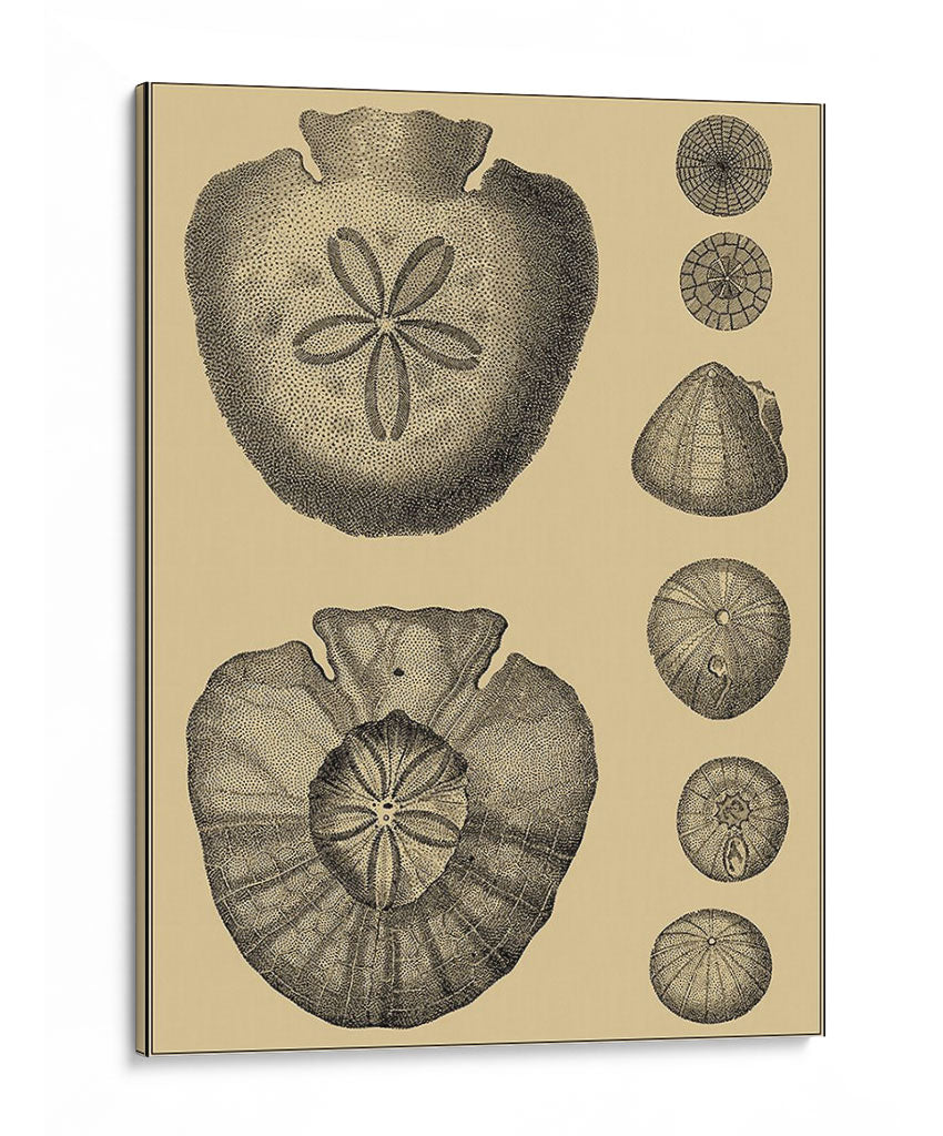 Conchas En Caqui Iii - Denis Diderot | Cuadro decorativo de Canvas Lab