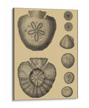 Conchas En Caqui Iii - Denis Diderot | Cuadro decorativo de Canvas Lab