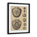 Conchas En Caqui Iii - Denis Diderot | Cuadro decorativo de Canvas Lab