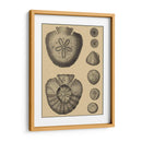 Conchas En Caqui Iii - Denis Diderot | Cuadro decorativo de Canvas Lab
