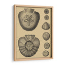 Conchas En Caqui Iii - Denis Diderot | Cuadro decorativo de Canvas Lab
