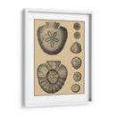 Conchas En Caqui Iii - Denis Diderot | Cuadro decorativo de Canvas Lab