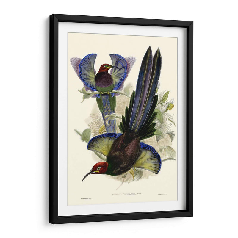 Gould Bird Of Paradise Iii - Gabriel Muller | Cuadro decorativo de Canvas Lab