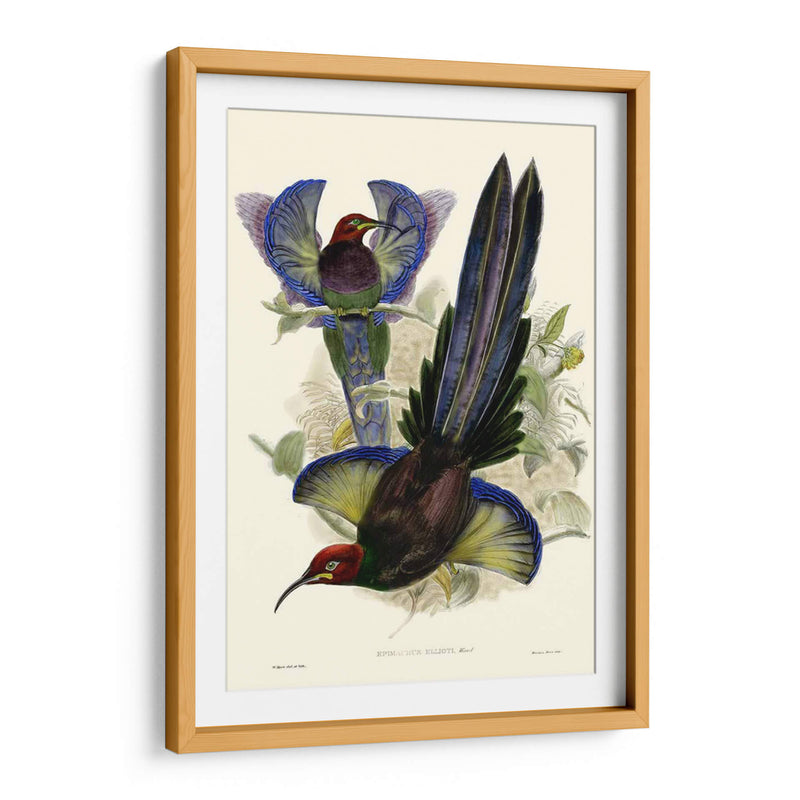 Gould Bird Of Paradise Iii - Gabriel Muller | Cuadro decorativo de Canvas Lab