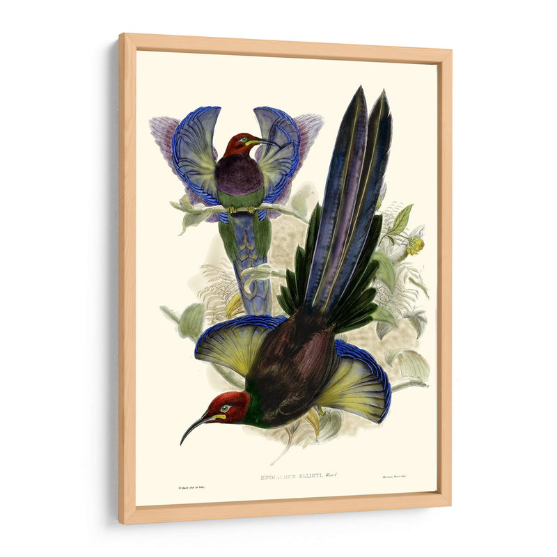 Gould Bird Of Paradise Iii - Gabriel Muller | Cuadro decorativo de Canvas Lab