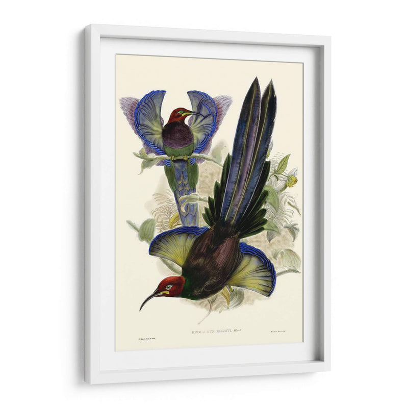 Gould Bird Of Paradise Iii - Gabriel Muller | Cuadro decorativo de Canvas Lab