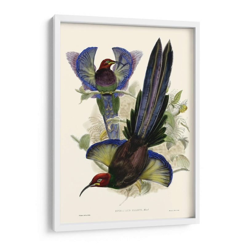 Gould Bird Of Paradise Iii - Gabriel Muller | Cuadro decorativo de Canvas Lab