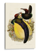 Gould Bird Of Paradise Iv - Gabriel Muller | Cuadro decorativo de Canvas Lab