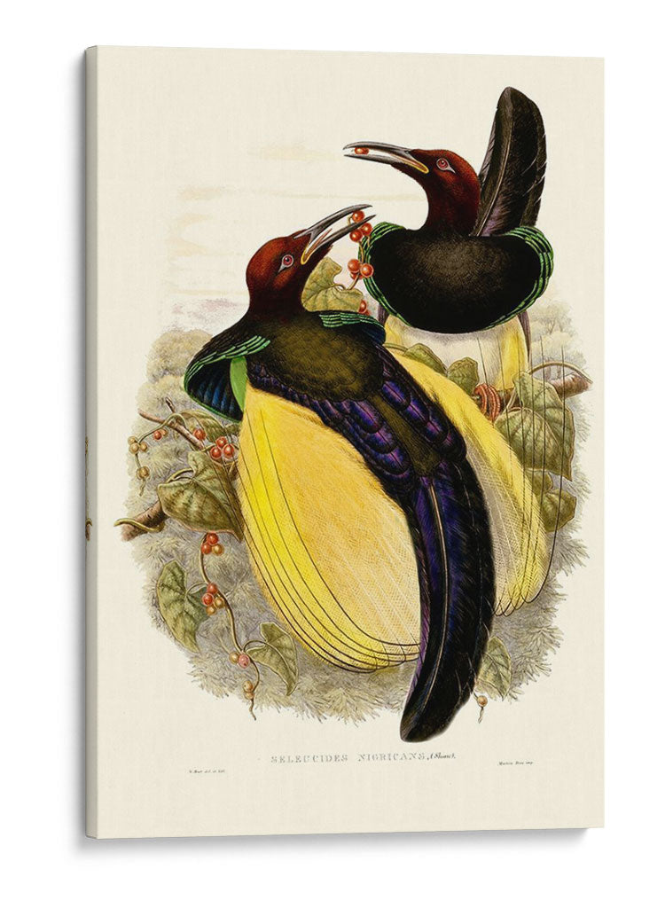 Gould Bird Of Paradise Iv - Gabriel Muller | Cuadro decorativo de Canvas Lab