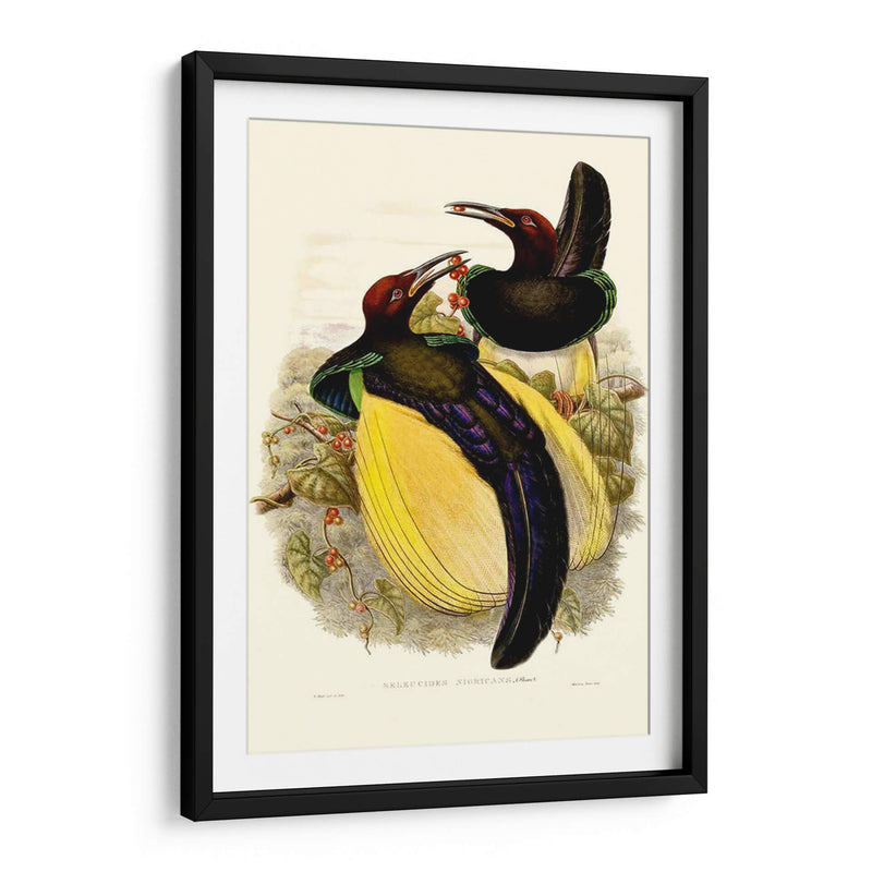 Gould Bird Of Paradise Iv - Gabriel Muller | Cuadro decorativo de Canvas Lab