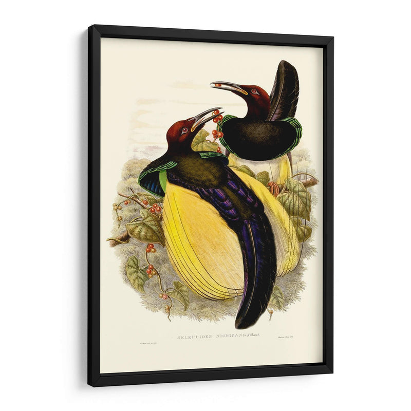 Gould Bird Of Paradise Iv - Gabriel Muller | Cuadro decorativo de Canvas Lab