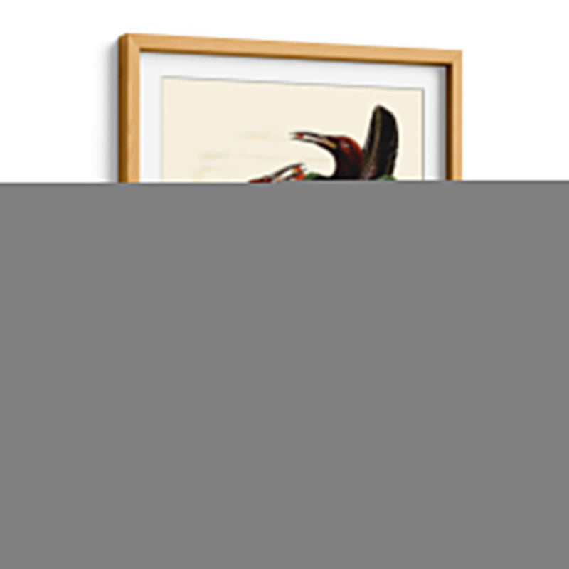 Gould Bird Of Paradise Iv - Gabriel Muller | Cuadro decorativo de Canvas Lab
