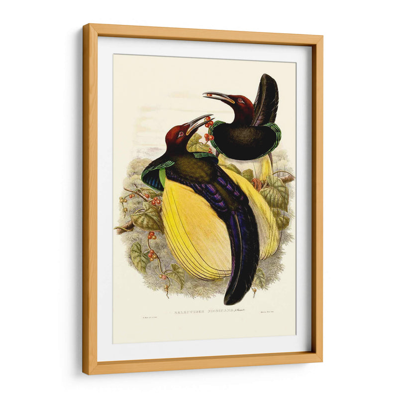 Gould Bird Of Paradise Iv - Gabriel Muller | Cuadro decorativo de Canvas Lab