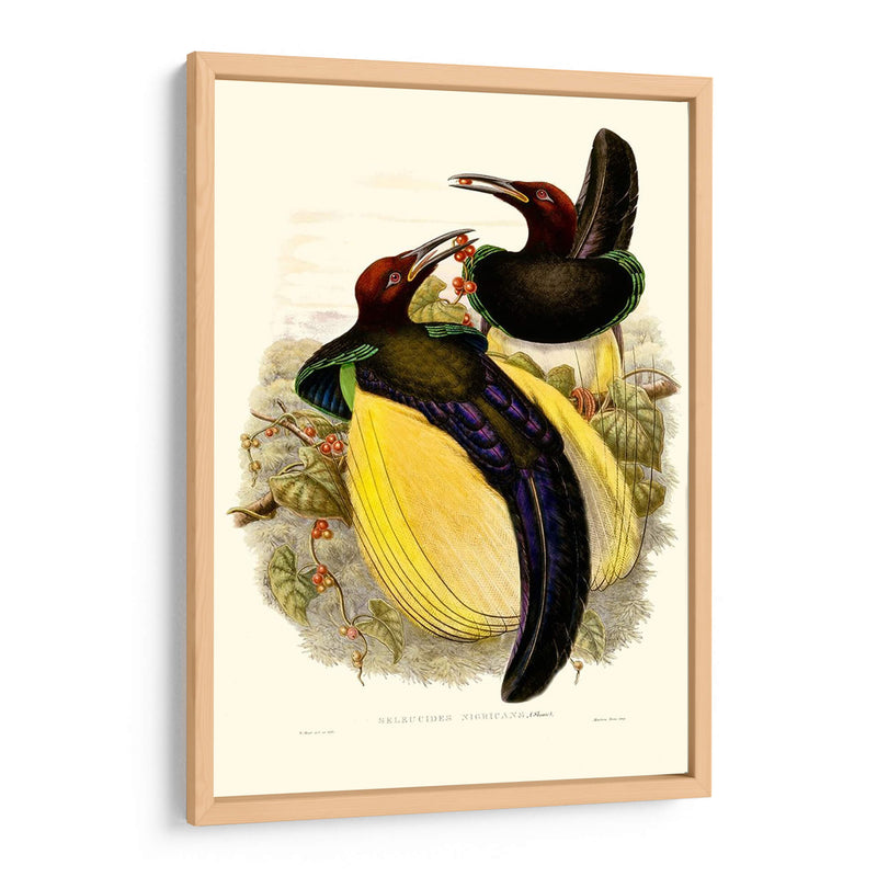 Gould Bird Of Paradise Iv - Gabriel Muller | Cuadro decorativo de Canvas Lab