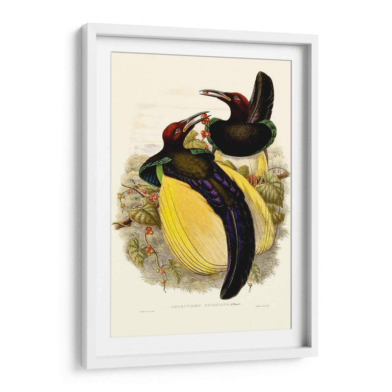 Gould Bird Of Paradise Iv - Gabriel Muller | Cuadro decorativo de Canvas Lab