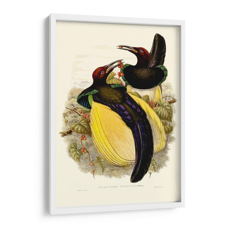 Gould Bird Of Paradise Iv - Gabriel Muller | Cuadro decorativo de Canvas Lab