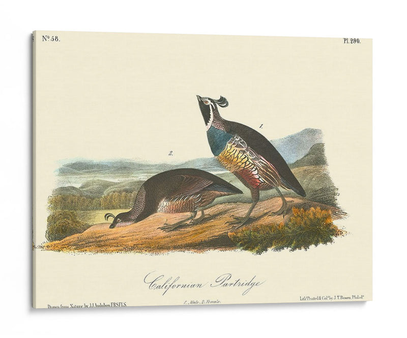 California Partridge - John James Audubon | Cuadro decorativo de Canvas Lab