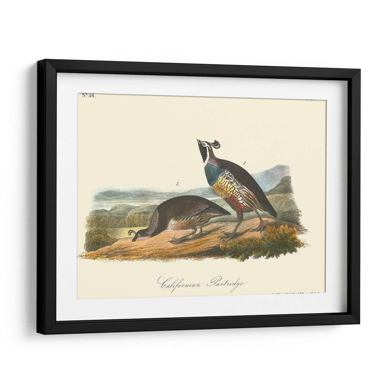 California Partridge - John James Audubon | Cuadro decorativo de Canvas Lab