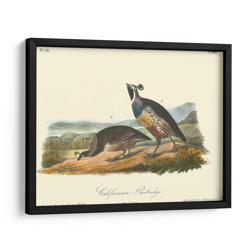 California Partridge - John James Audubon | Cuadro decorativo de Canvas Lab