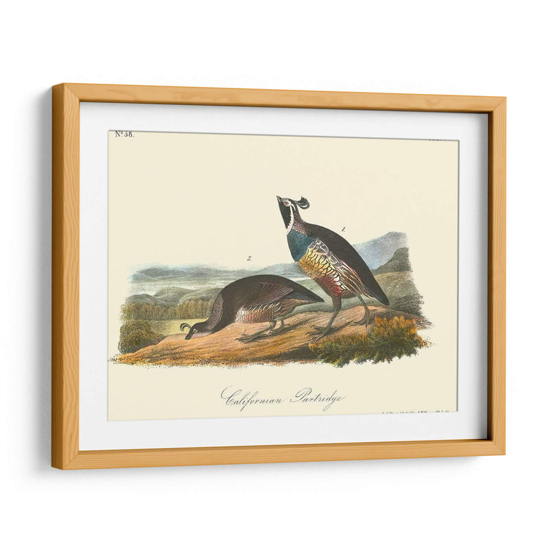 California Partridge - John James Audubon | Cuadro decorativo de Canvas Lab