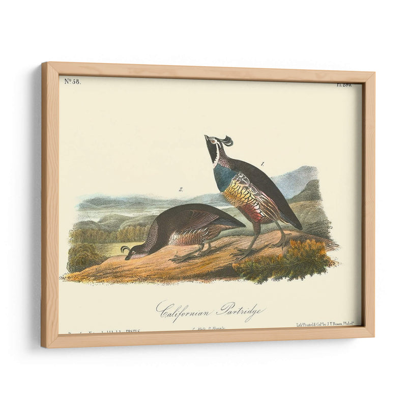 California Partridge - John James Audubon | Cuadro decorativo de Canvas Lab