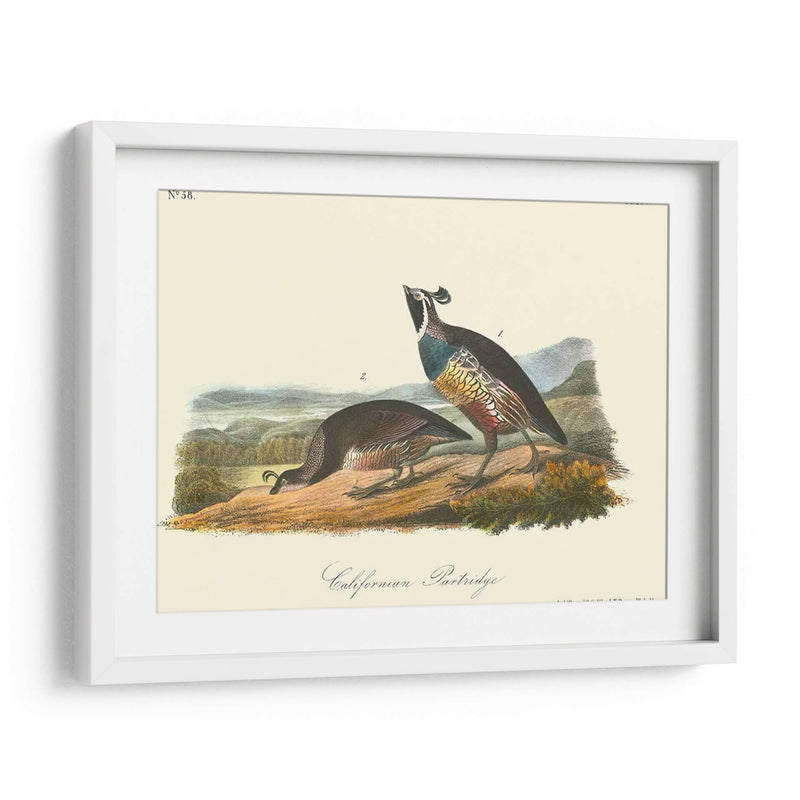 California Partridge - John James Audubon | Cuadro decorativo de Canvas Lab