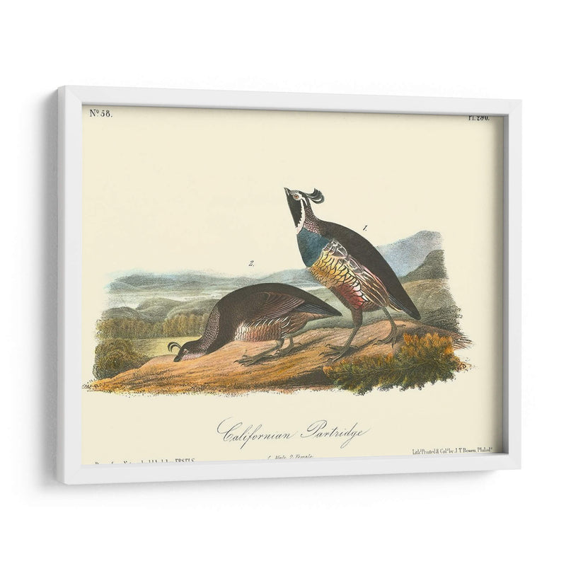 California Partridge - John James Audubon | Cuadro decorativo de Canvas Lab