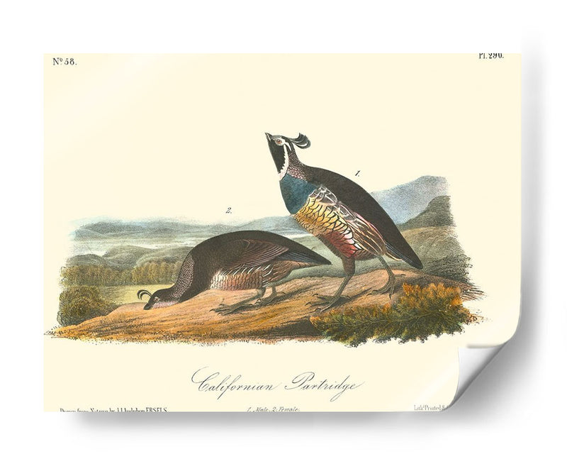 California Partridge - John James Audubon | Cuadro decorativo de Canvas Lab