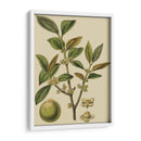 Fitch Se Va En El Caqui I (Ps) - Baltard | Cuadro decorativo de Canvas Lab